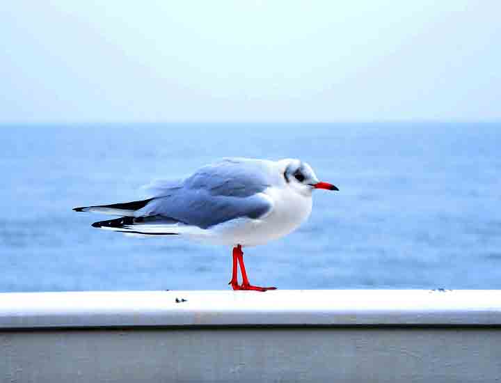 在线DDOS平台攻击